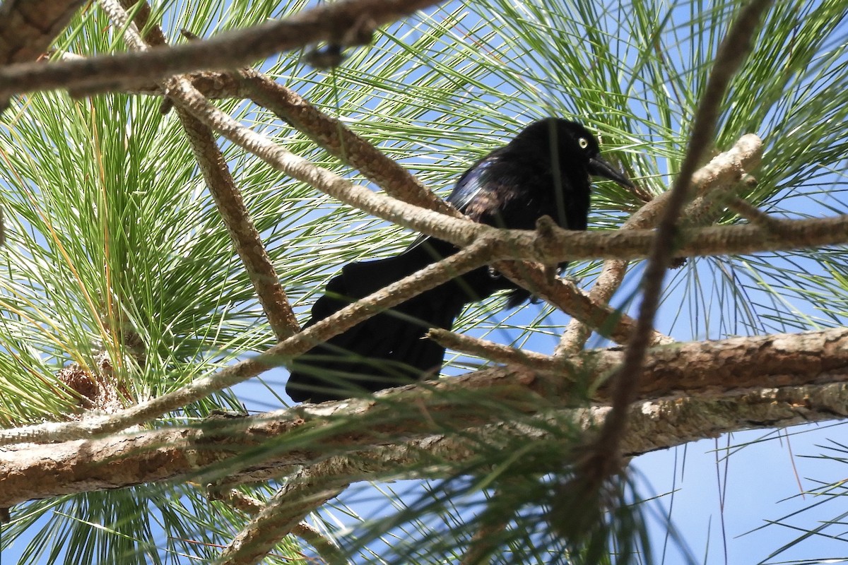 Common Grackle - Bobbie Elbert