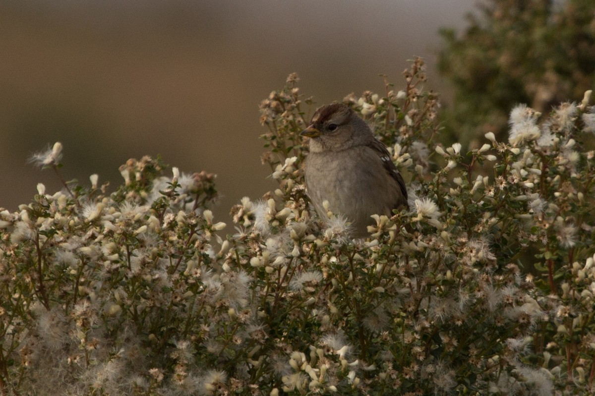 White-crowned Sparrow - ML83181961