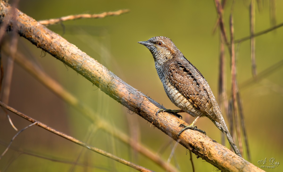 Eurasian Wryneck - ML83182371