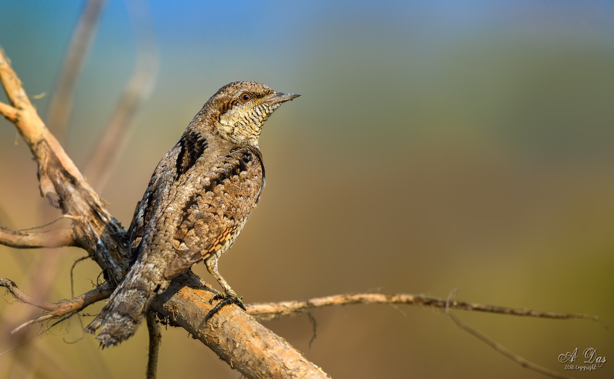 Eurasian Wryneck - ML83182381