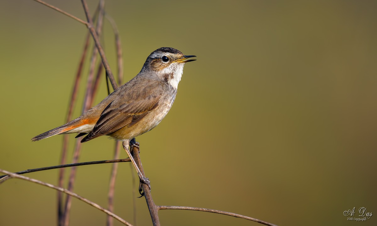Bluethroat - Abhishek Das