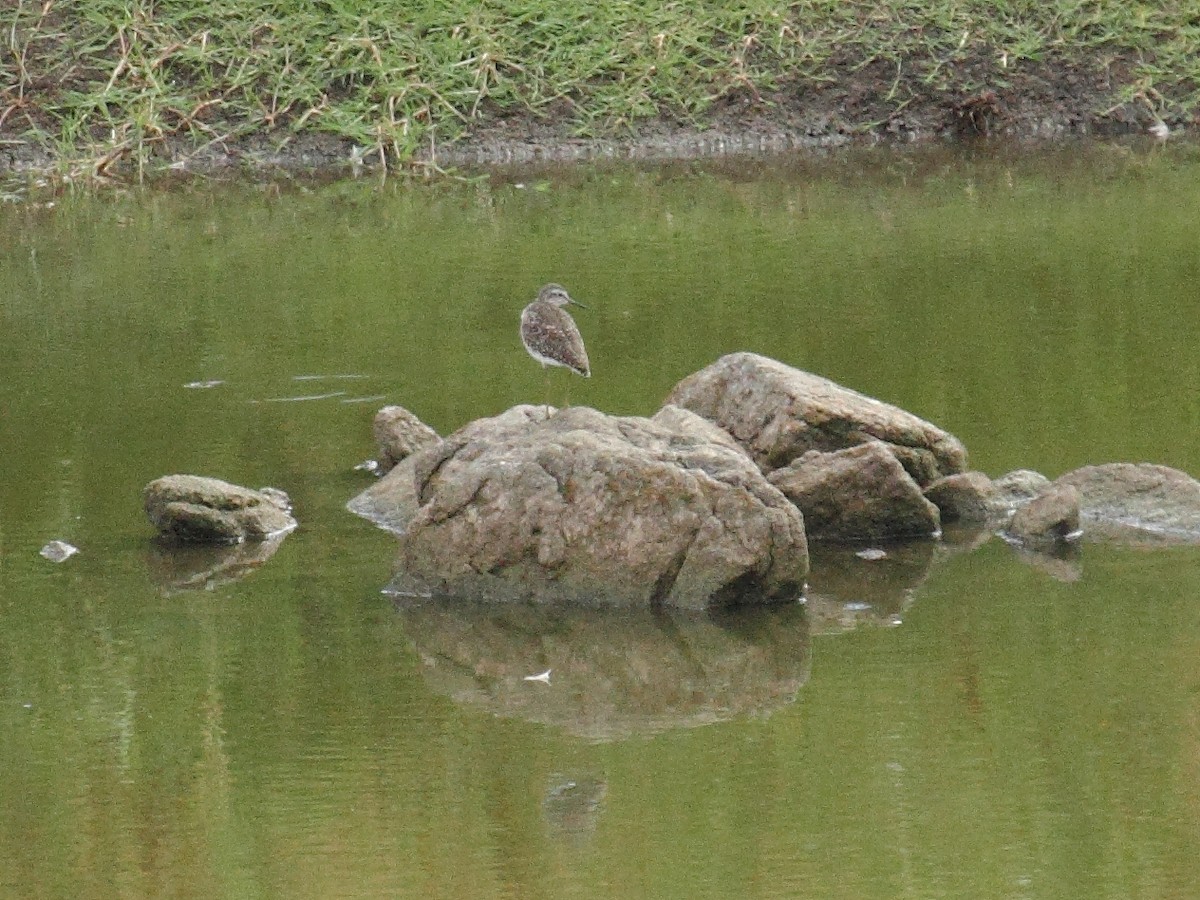 Wood Sandpiper - ML83182851