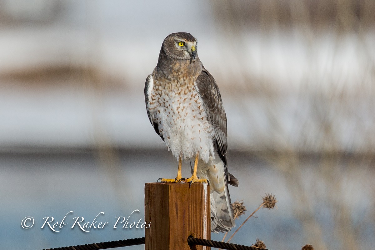 Northern Harrier - ML83183471