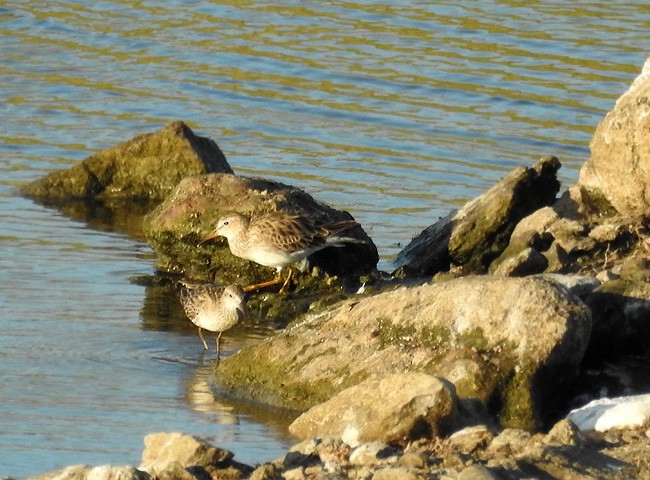 Pectoral Sandpiper - ML83185471