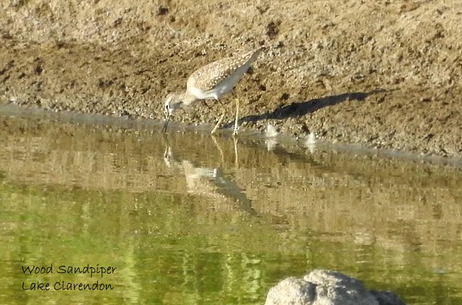 Wood Sandpiper - Marie Tarrant