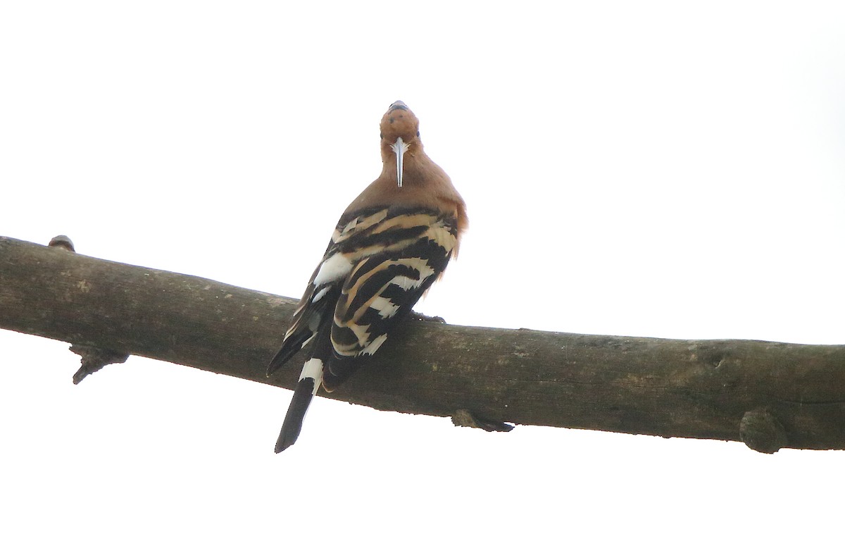 Eurasian Hoopoe - Albin Jacob