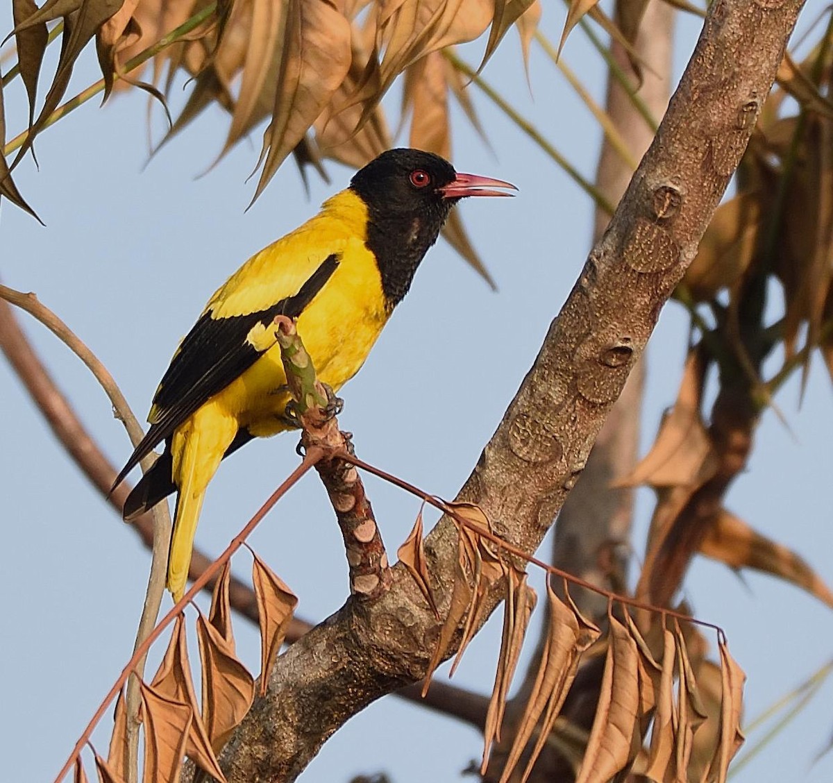 Black-hooded Oriole - ML83186621