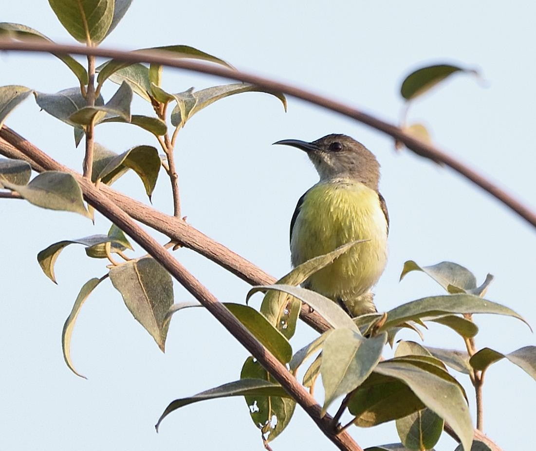 Purple-rumped Sunbird - Arun Prabhu