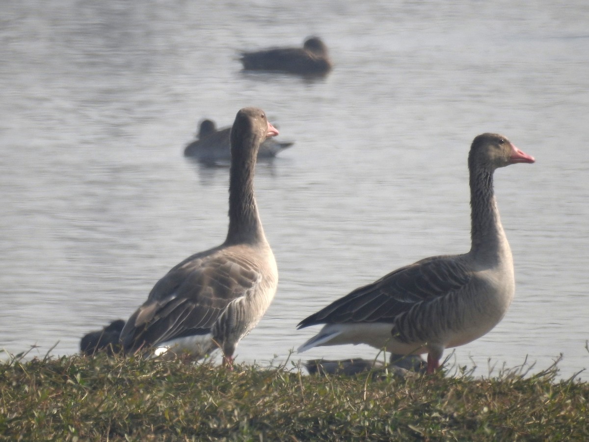 Graylag Goose - ML83187541