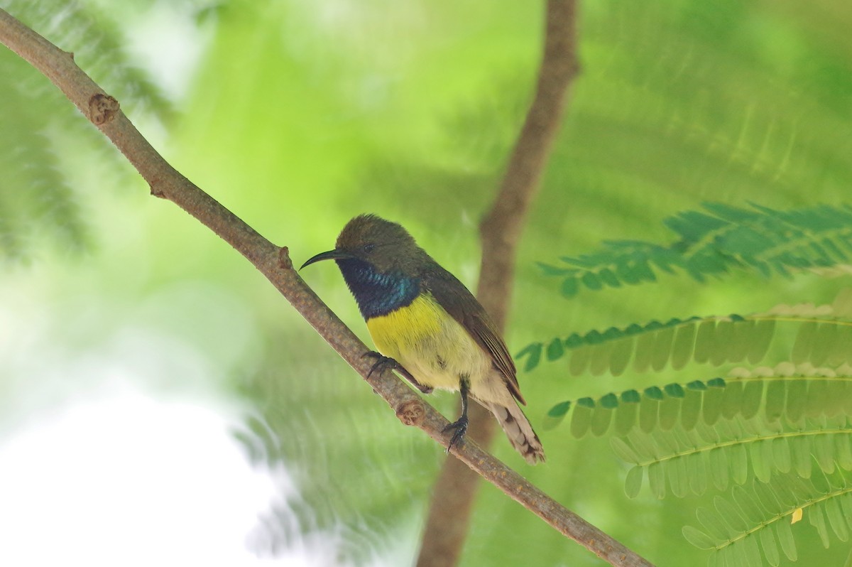 Newton's Sunbird - Thibaud Aronson