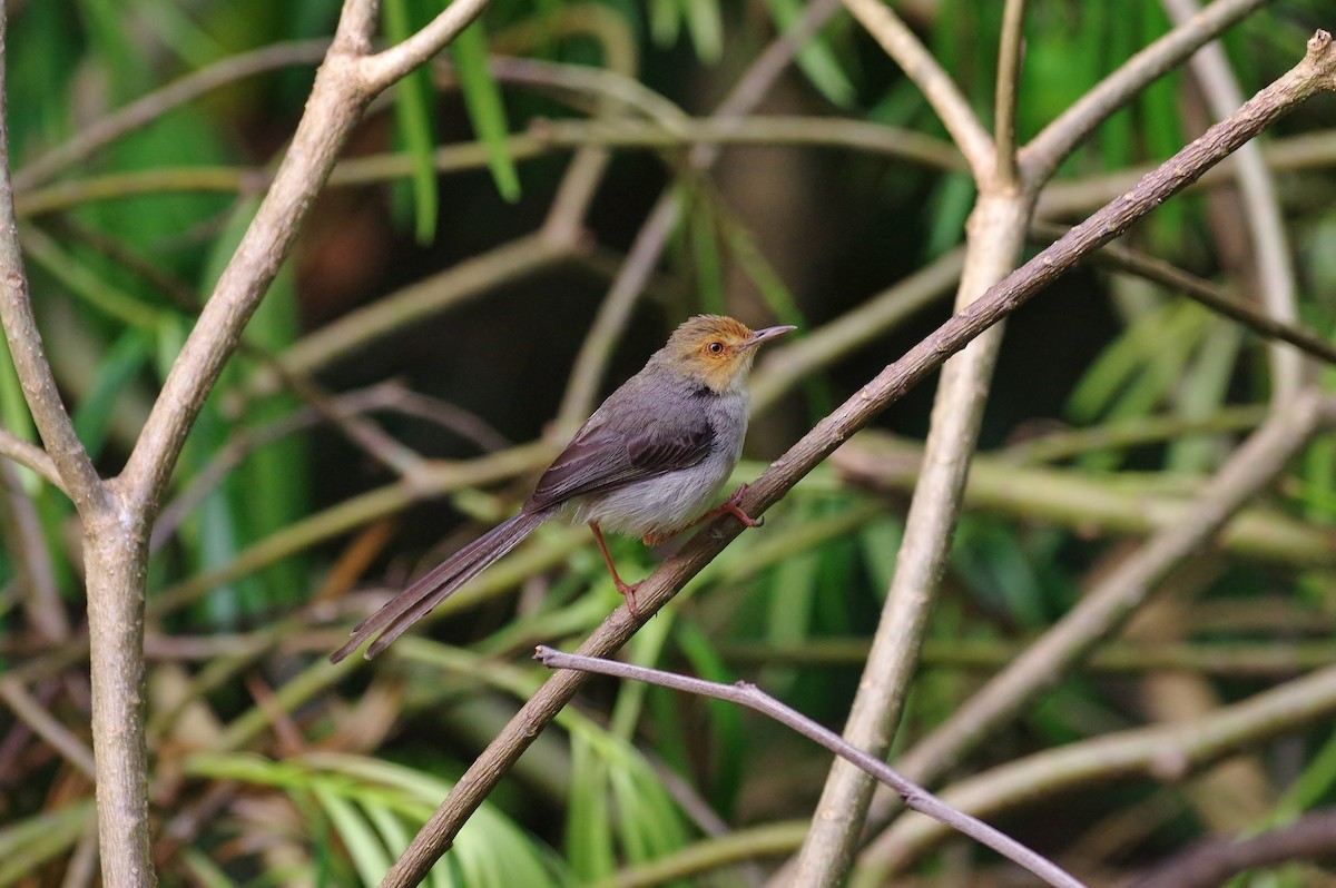 Sao Tome Prinia - Thibaud Aronson