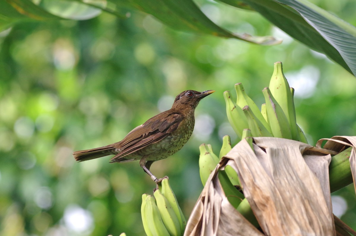 Sao Tome Thrush - Thibaud Aronson