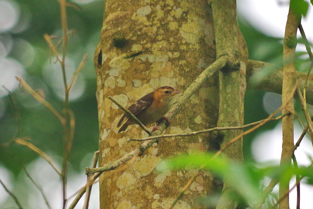 Sao Tome Weaver - Thibaud Aronson