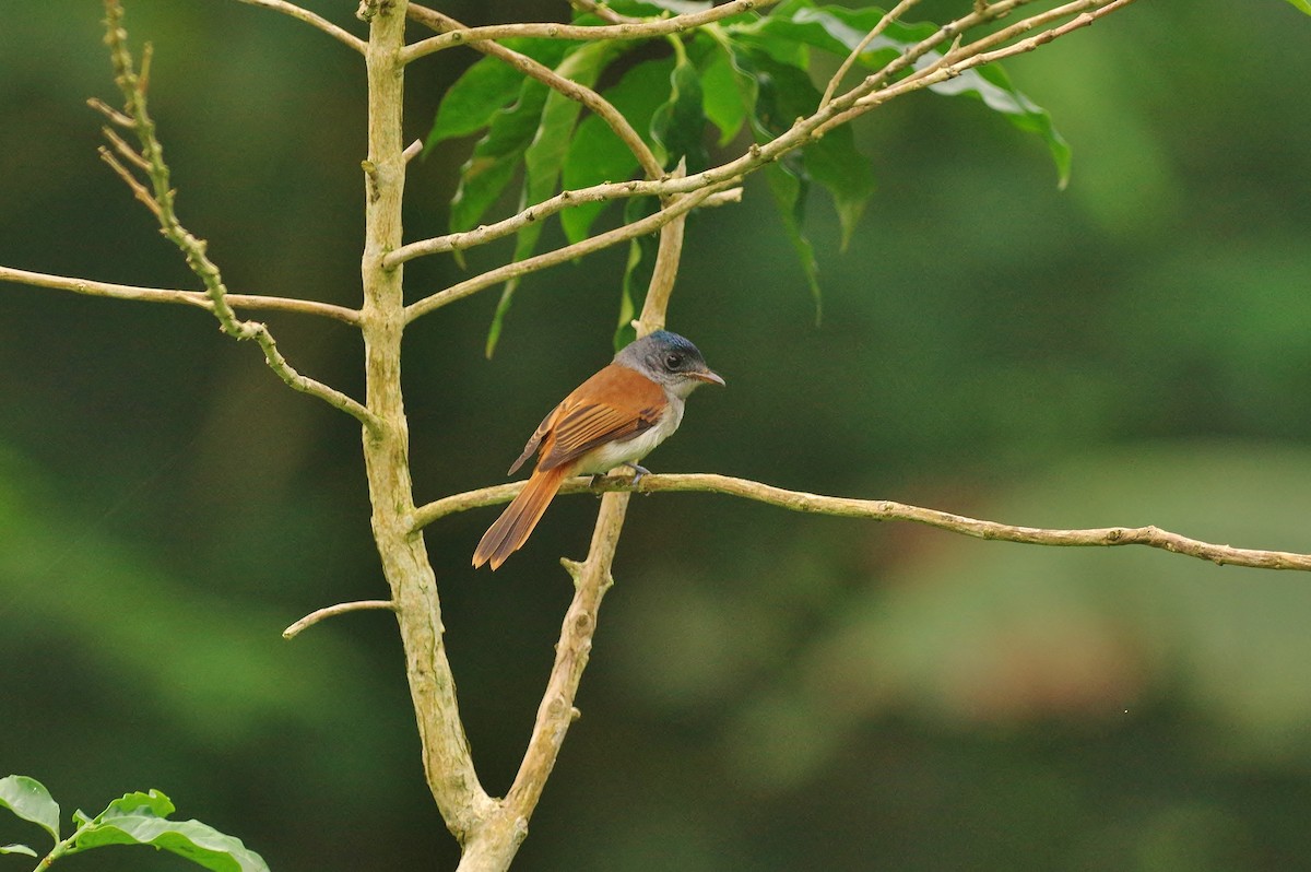 Sao Tome Paradise-Flycatcher - ML83188791