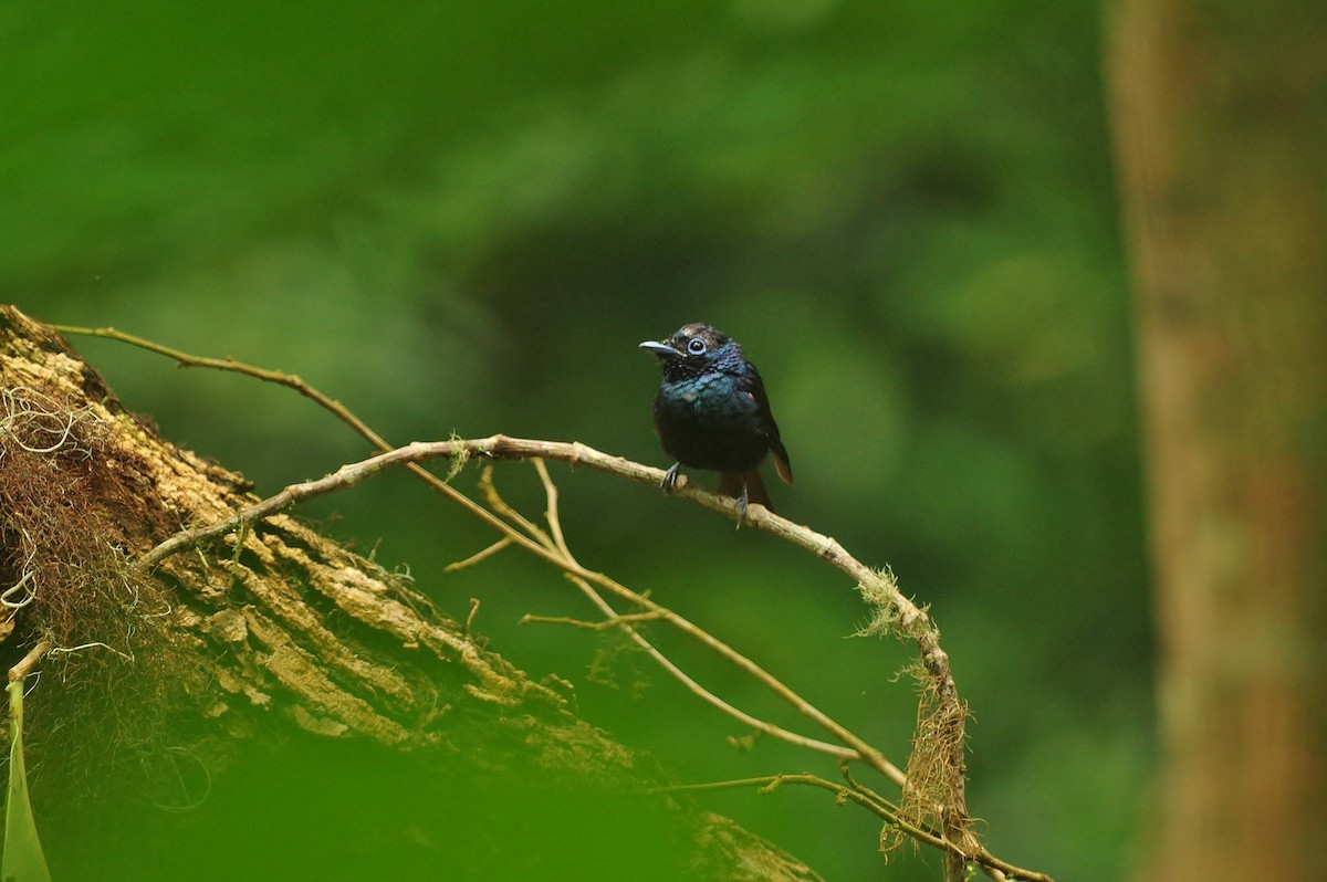 Sao Tome Paradise-Flycatcher - Thibaud Aronson