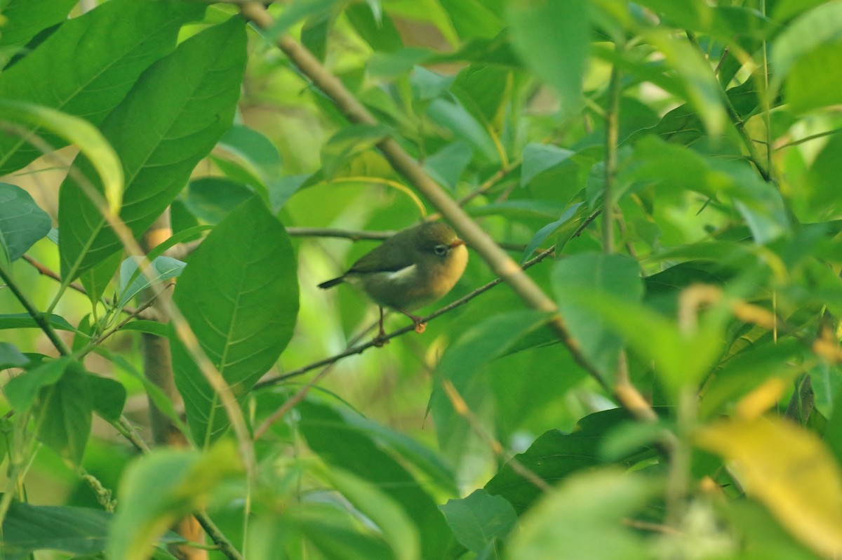 São-Tomé-Brillenvogel - ML83189161