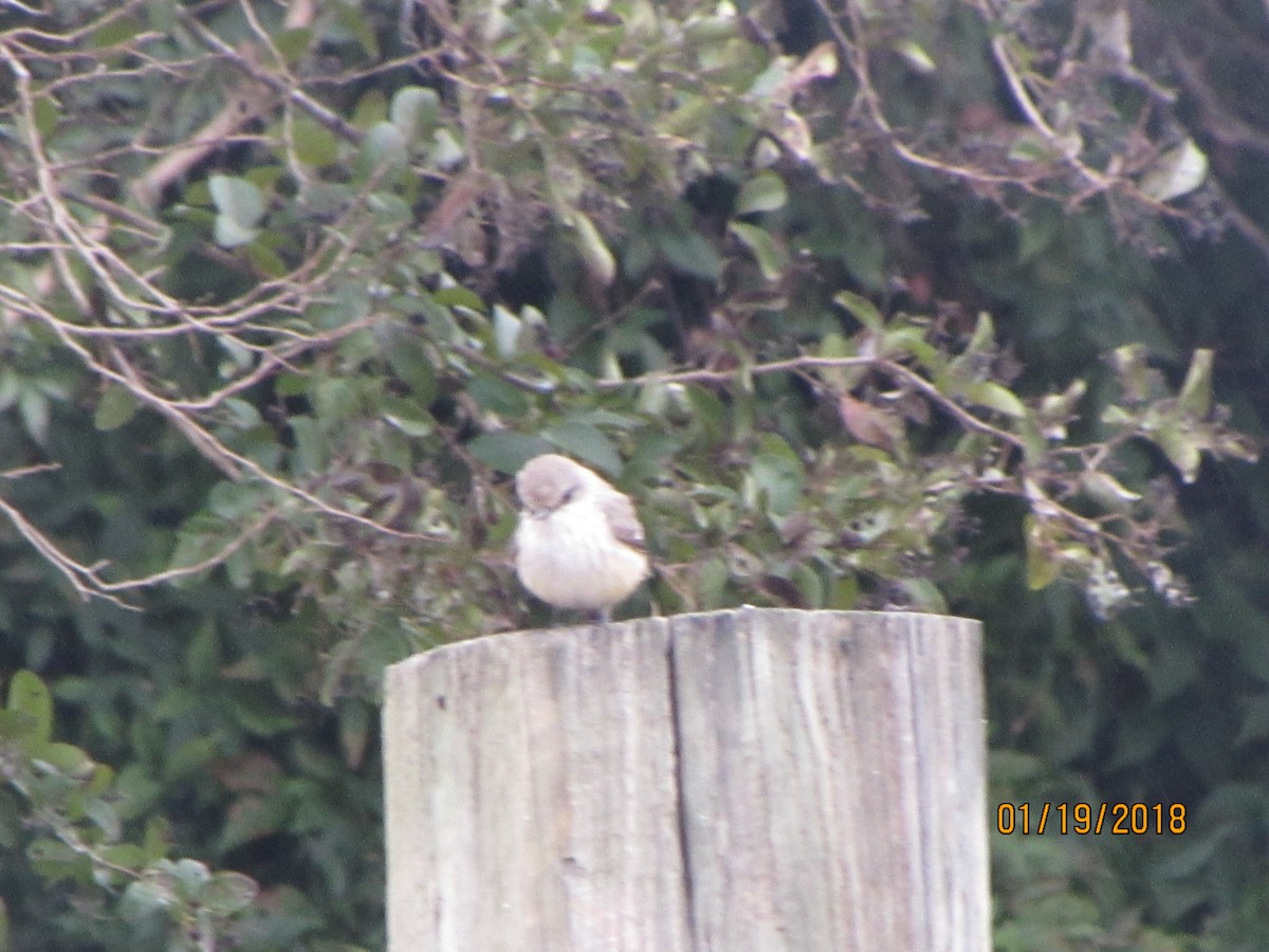 Vermilion Flycatcher - Kurk Dorsey