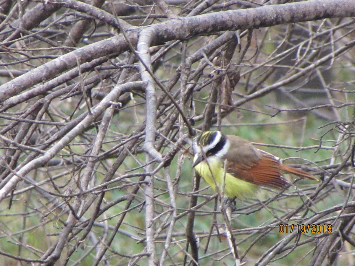 Great Kiskadee - ML83189201