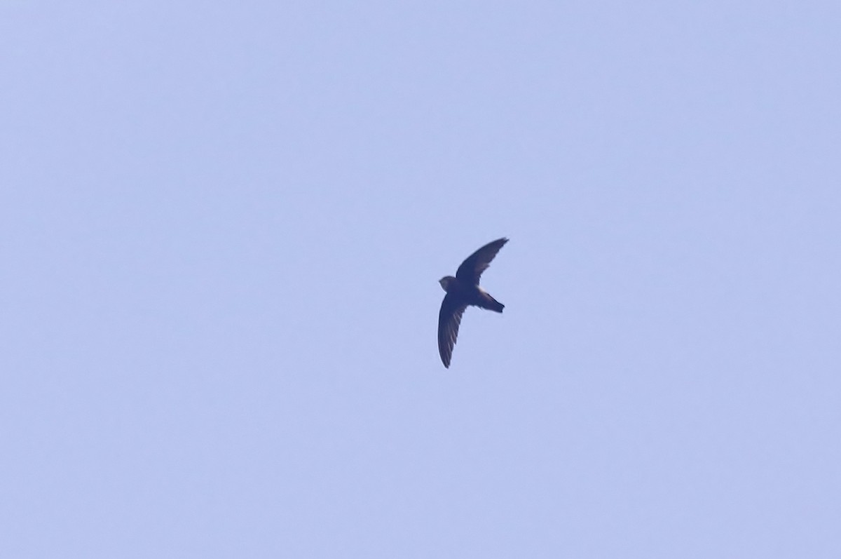 Little Swift - ML83189311