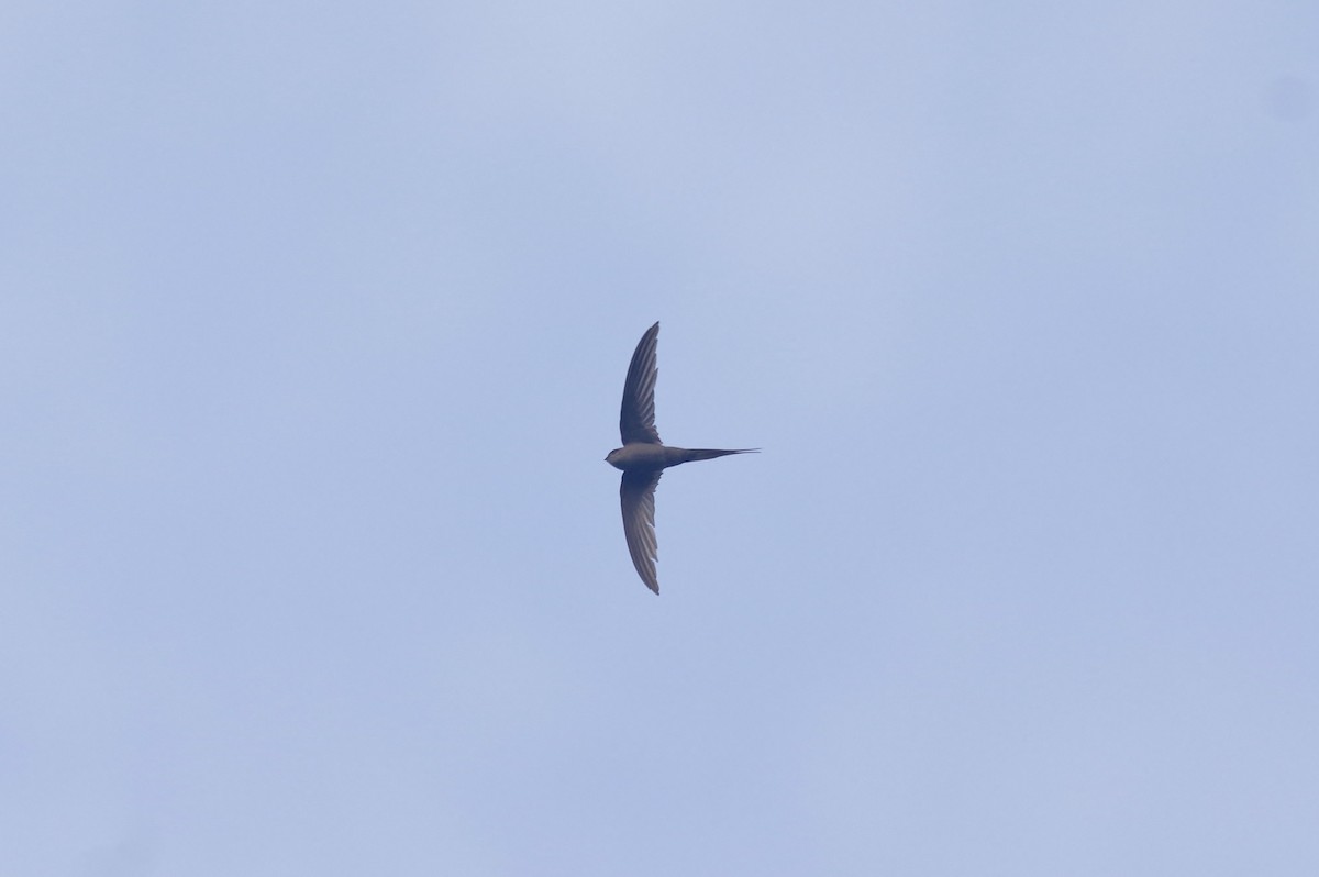 African Palm Swift - ML83189341