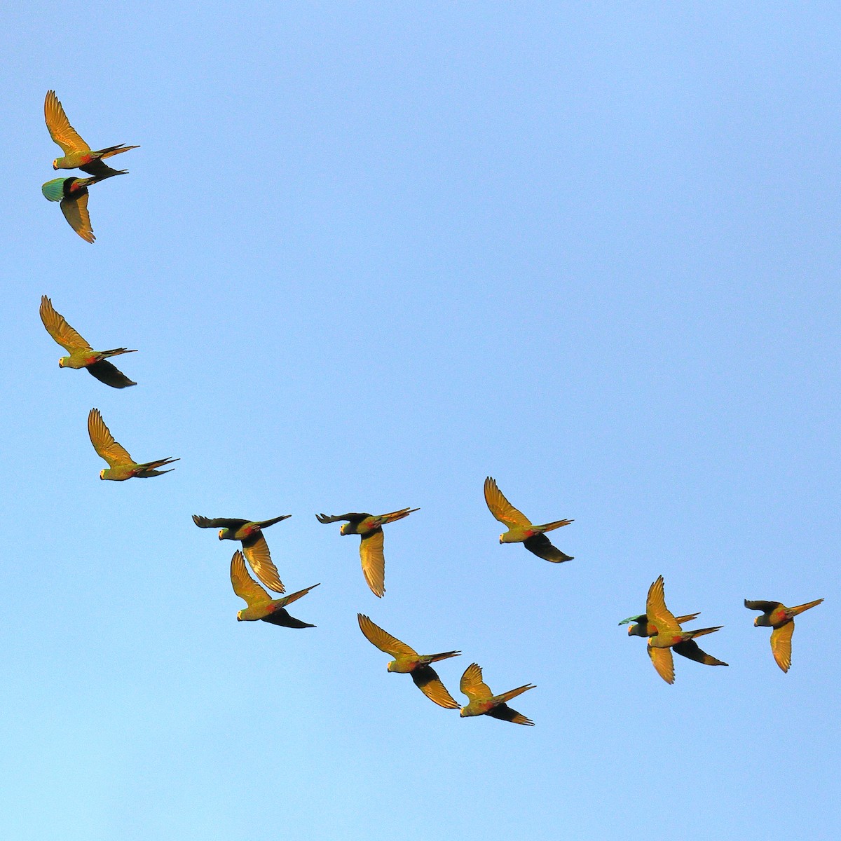 Red-bellied Macaw - ML83191281