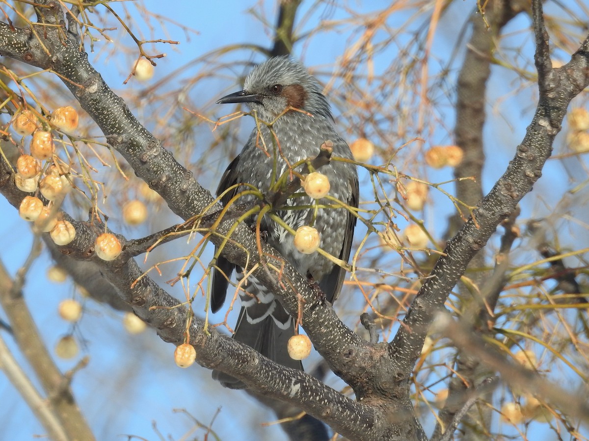 Brown-eared Bulbul - ML83196631
