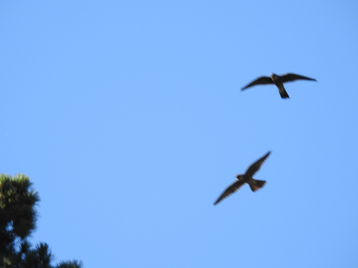 Australian Hobby - Jeffrey Crawley