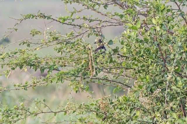 Pied Cuckoo - Tom Backlund