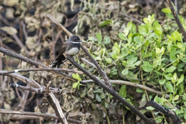 Malaysian Pied-Fantail - Tom Backlund