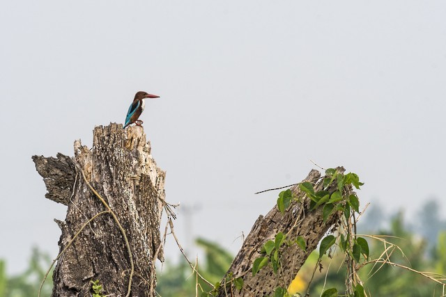 White-throated Kingfisher - ML83198031