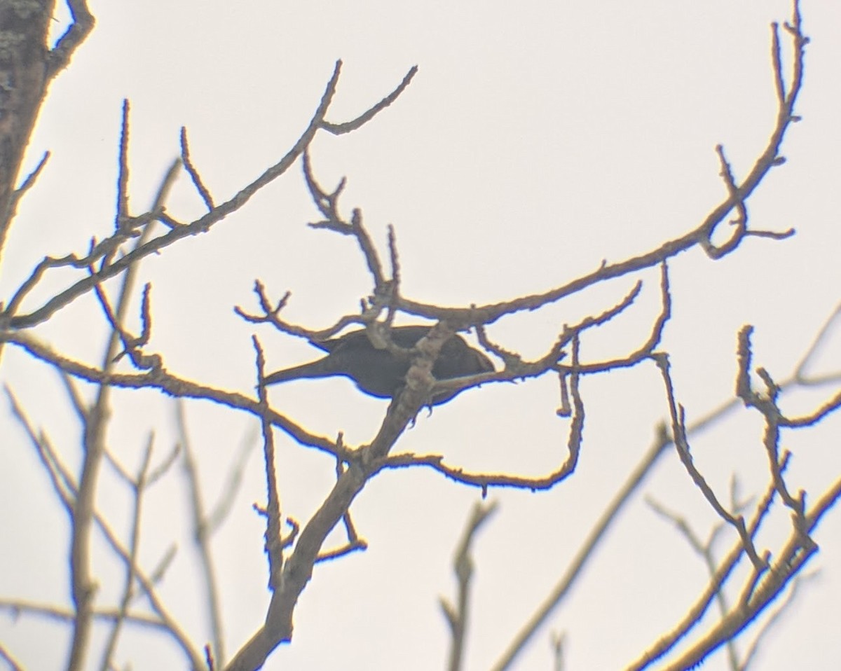 Rusty Blackbird - ML83198621