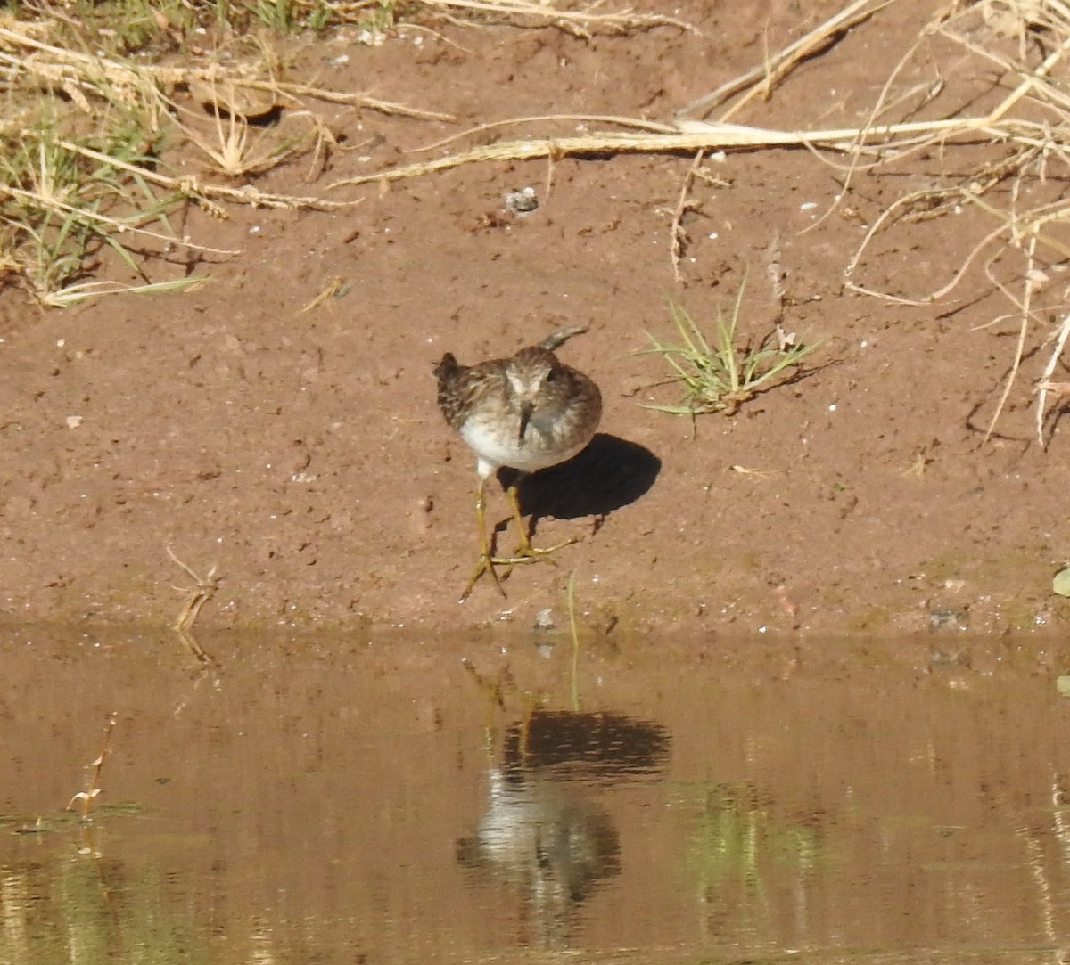 pygmésnipe - ML83199471