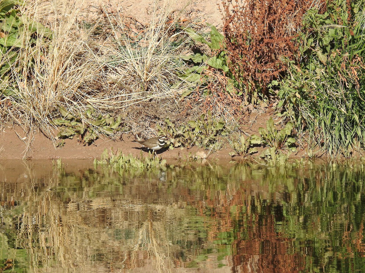 Killdeer - ML83199581