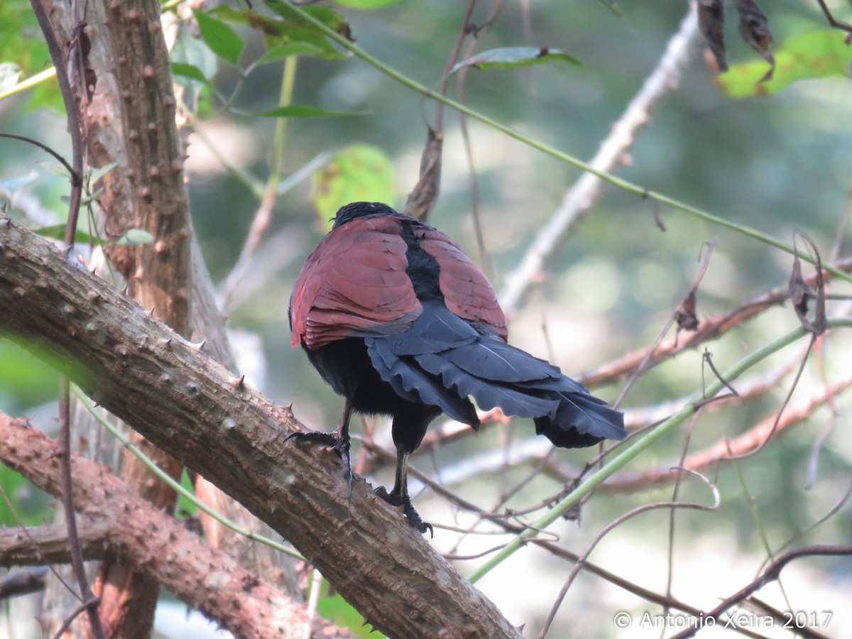 Greater Coucal - ML83199671