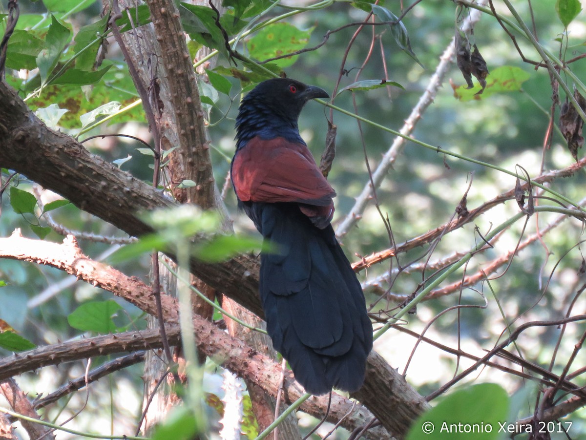 Greater Coucal - ML83199681