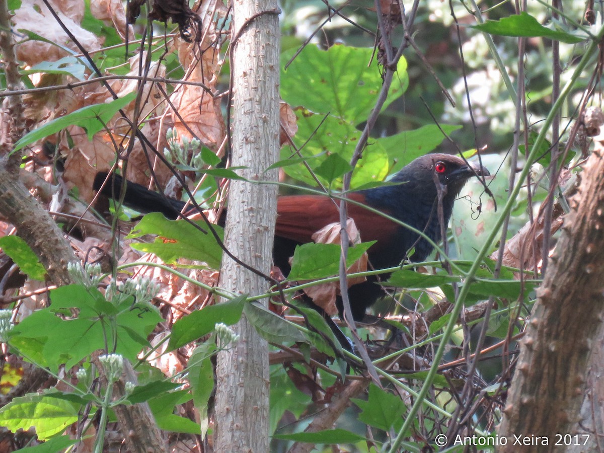 Greater Coucal - ML83199691