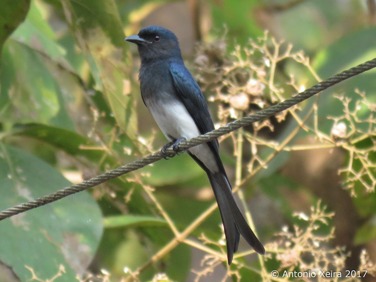 White-bellied Drongo - Antonio Xeira