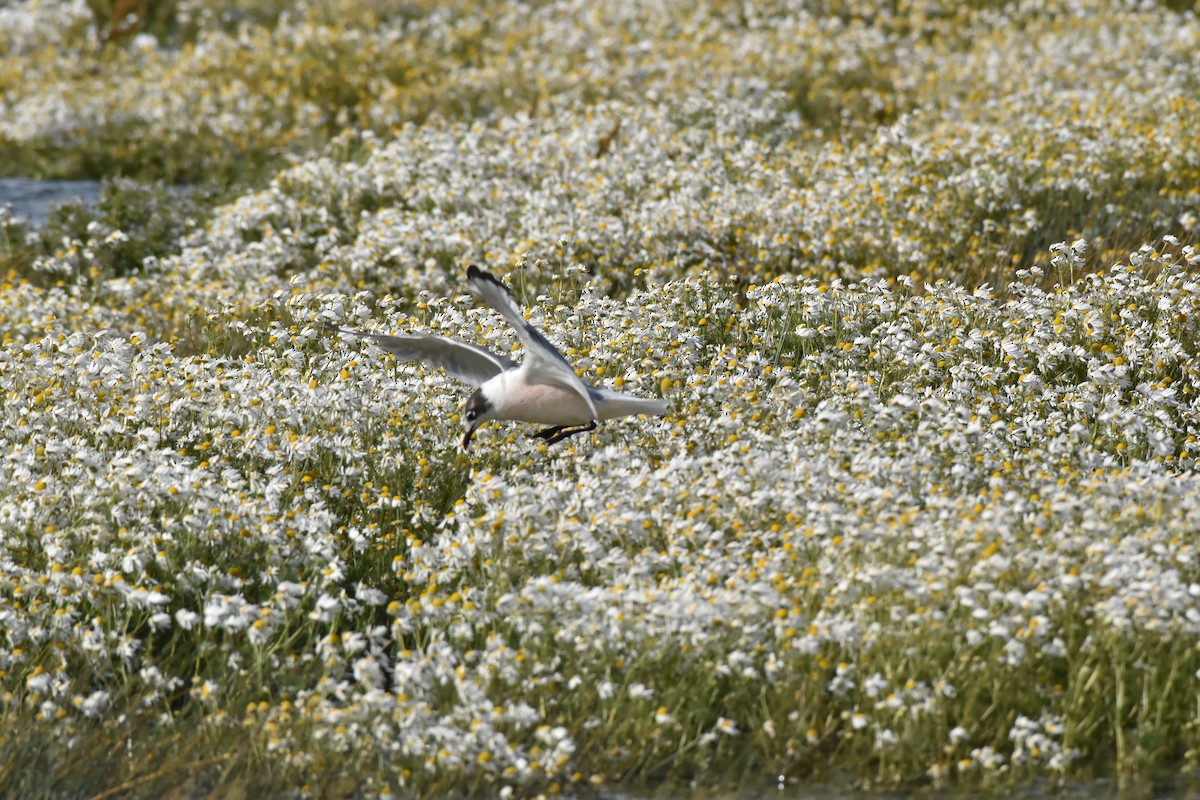 Mouette de Franklin - ML83202031