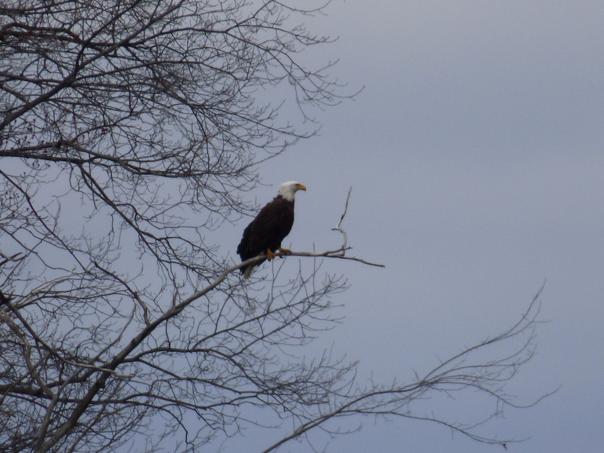 Bald Eagle - ML83202531