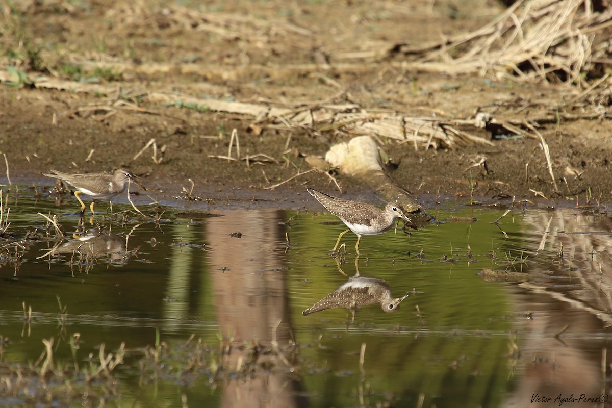 Solitary Sandpiper - Victor O. Ayala Perez