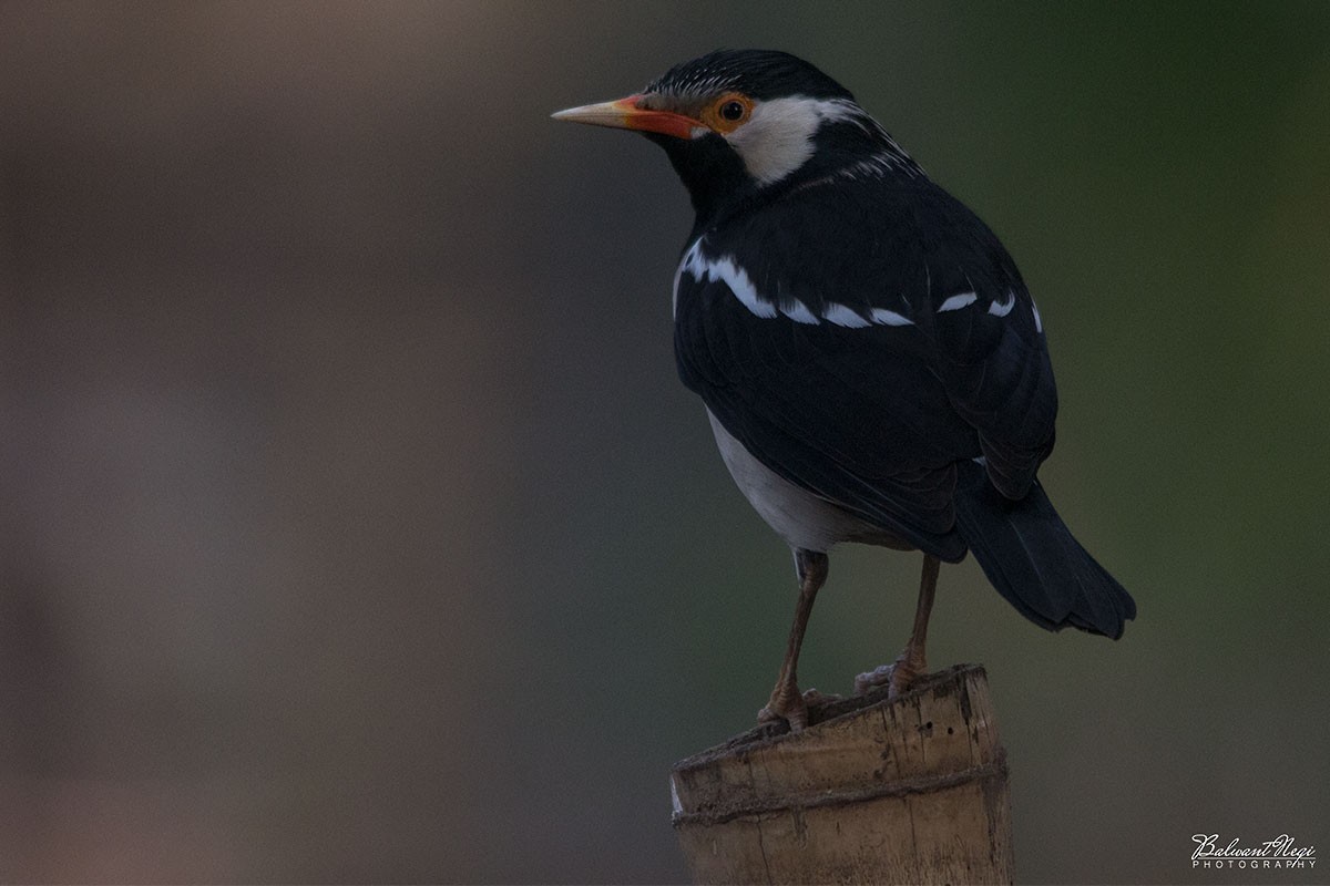 Indian Pied Starling - ML83203151