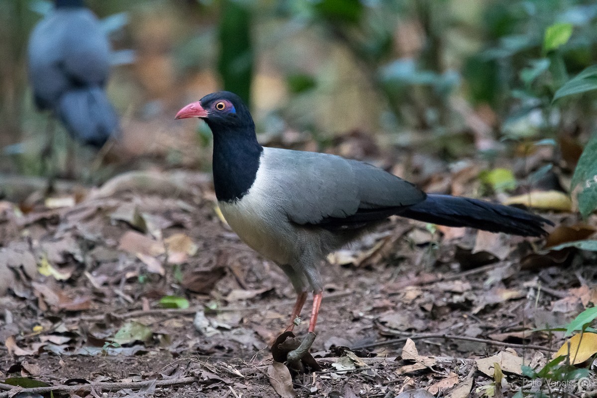 Coral-billed Ground-Cuckoo - ML83203801