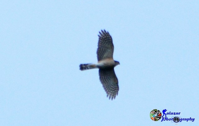 Sharp-shinned Hawk - ML83204341