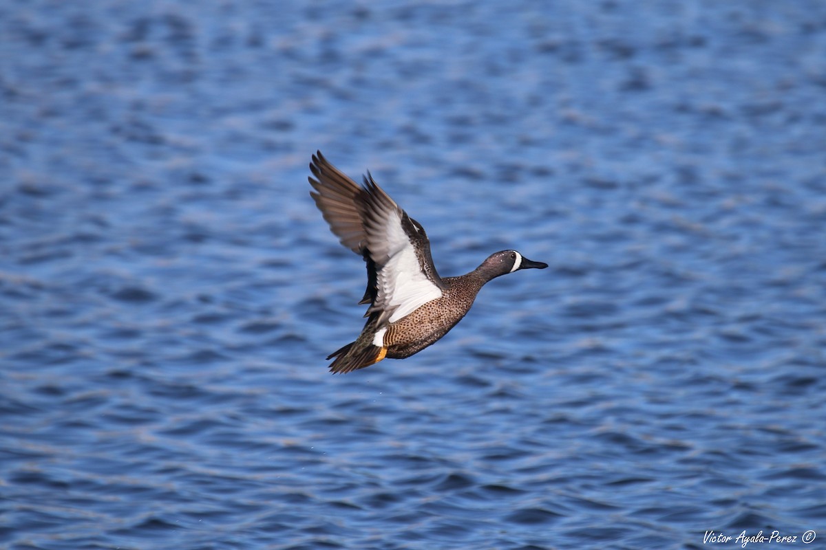 Blue-winged Teal - Victor O. Ayala Perez