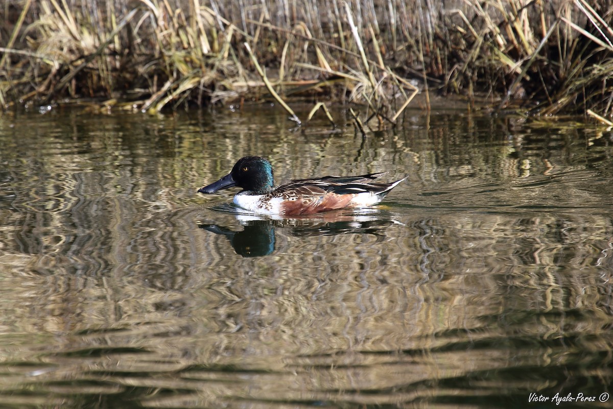 Northern Shoveler - ML83204891