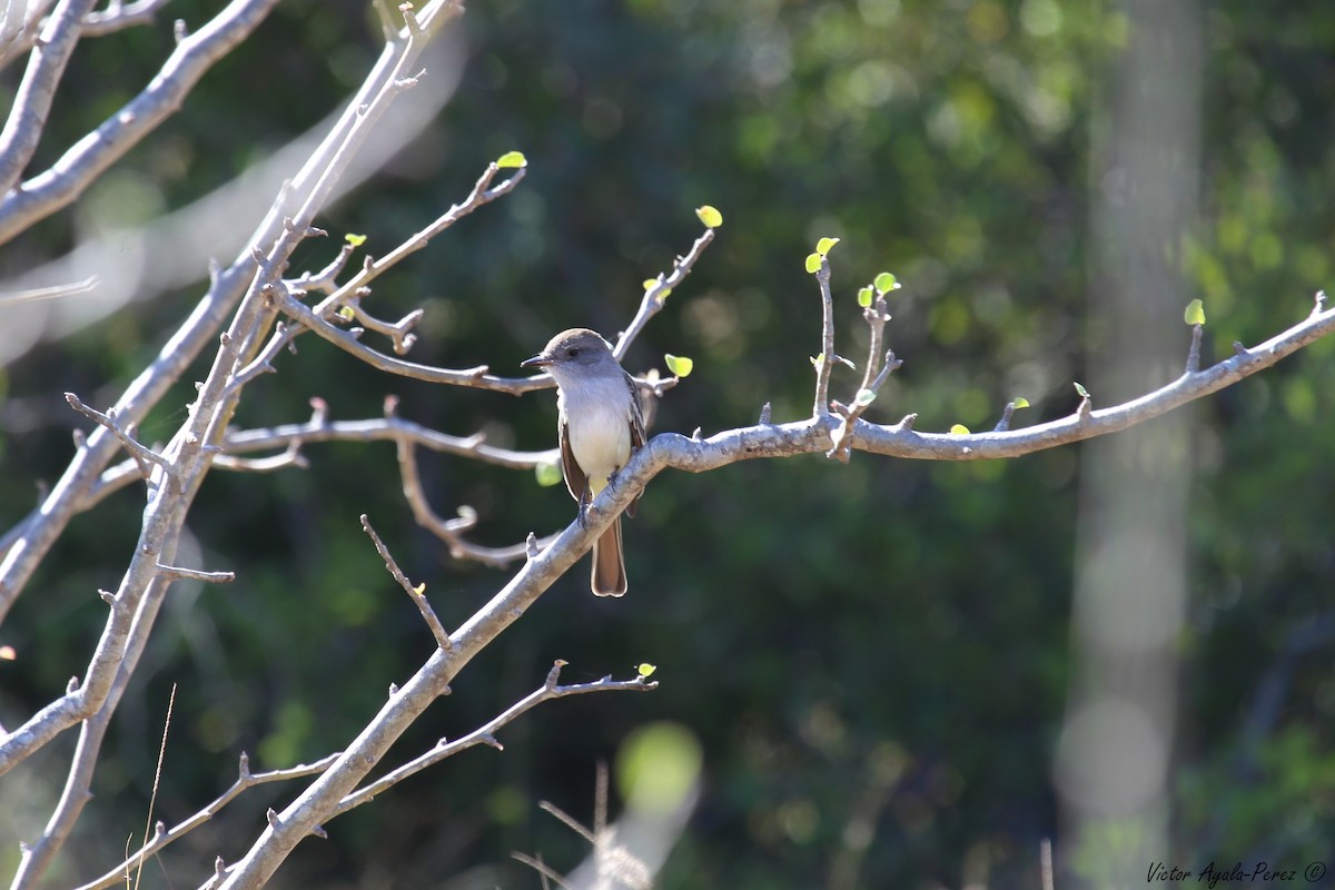 Ash-throated Flycatcher - ML83205011