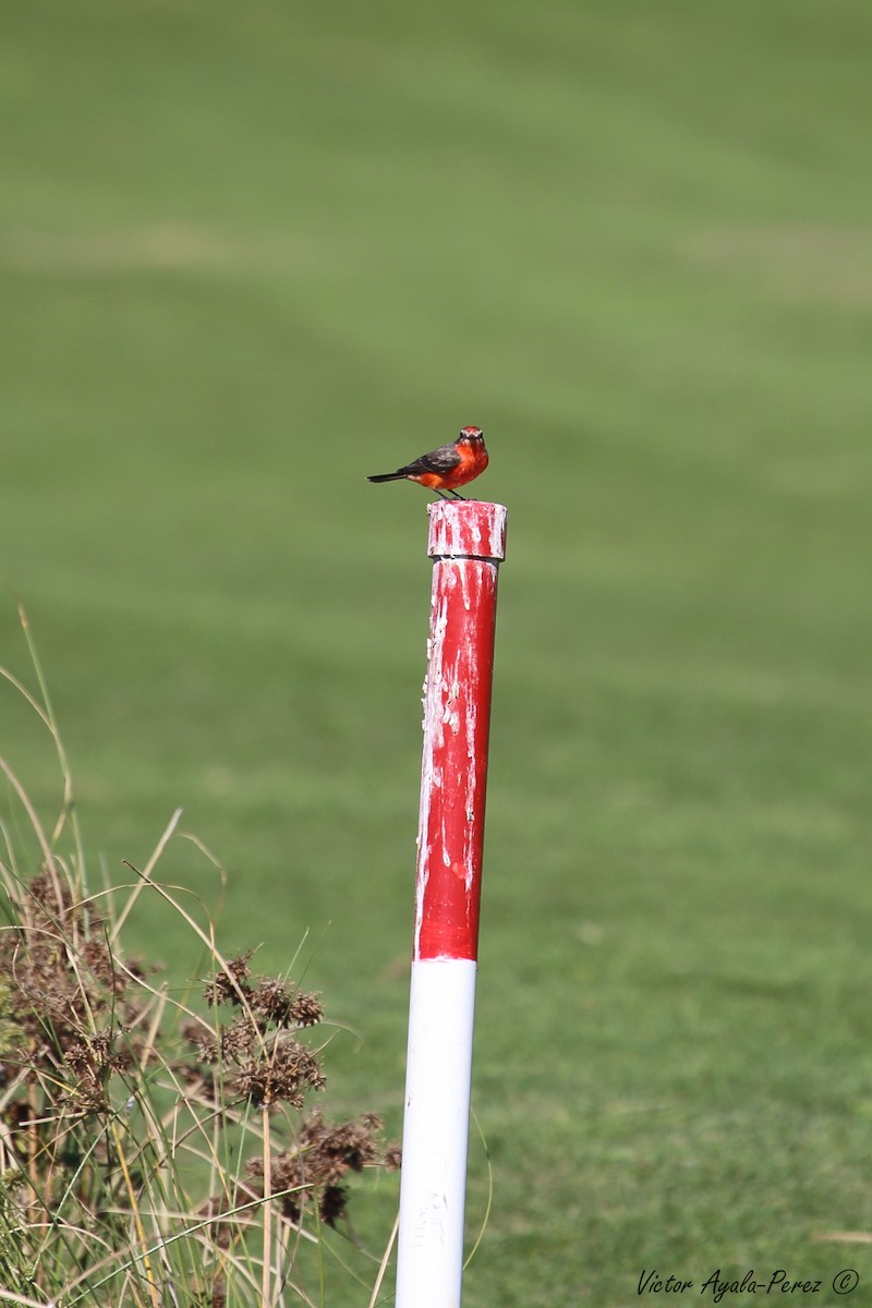 Vermilion Flycatcher - ML83205031