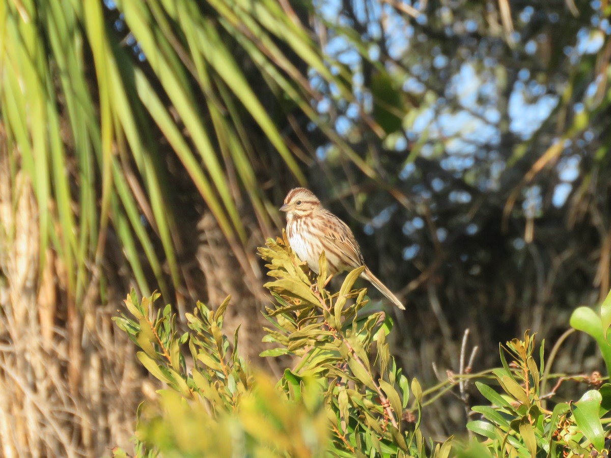 Song Sparrow - ML83205671