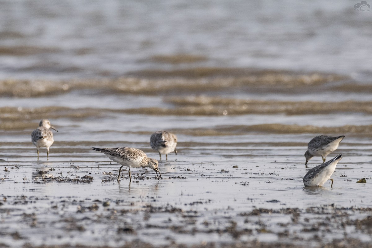 Great Knot - ML83207141