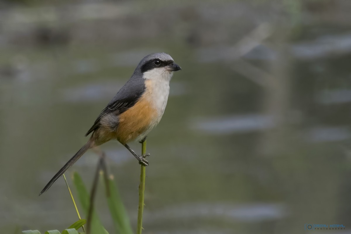 Gray-backed Shrike - Muhammed  Asharaf Kariyil